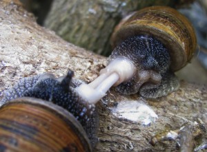 Snails_mating